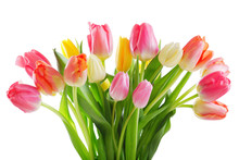 Colorful Tulips Isolated On White Background