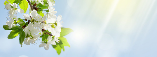 Aufkleber - Apple blossom spring tree