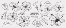 Hibiscus Flower. Set Of Hand Drawn Illustration. Vector Outline. Isolated