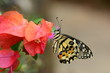 beautiful yellow butterflies perch on flowers in the wild. Rhopalocera Lepidoptera Insecta Arthropoda Animalia  Vanessa cardui