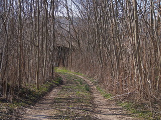 Wall Mural - strada nel bosco