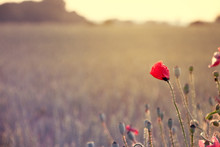 Red Poppy On The Edge Of The Field In The Evening Sun