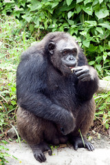 Sticker - Common Chimpanzee sitting .