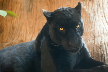 Wall Mural - Black panther .