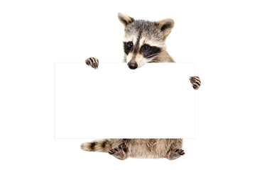 Wall Mural - portrait of a cute raccoon sitting with banner