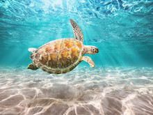 Sea Turtle  Swiming In Underwater