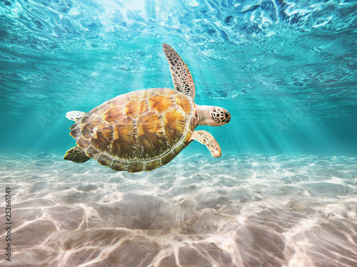 Cuadros en Lienzo Sea Turtle swiming in underwater