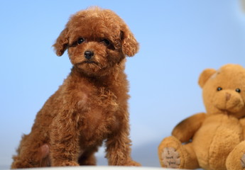 Naklejka na meble toy poodle  dog cute puppy 