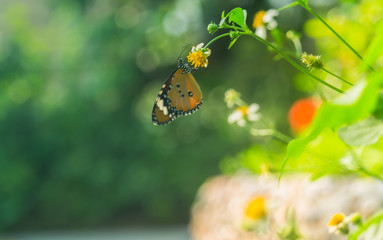 Wall Mural - Beautiful butterfly on flower.