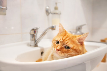 Red cat lying in the sink in the bathroom.