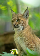 Wall Mural - playful kitten of Lynx, during the autumn season. Czech Republic wildlife