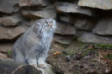 Wall Mural - portrait of beautiful cat, Pallas's cat, Otocolobus manul resting. Small wild cat with a broad but fragmented distribution in the grasslands and montane steppes of Central Asia