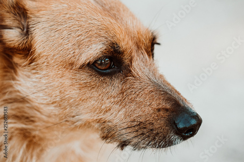 88+ Brown Dog Breeds With Pointy Ears l2sanpiero