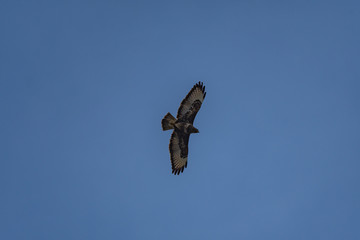 Poster - Buzzard in flight