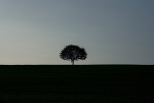 Single Tree Silhouette At Sunrise