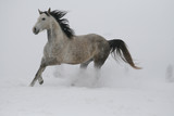 Fototapeta Konie - arab horse on a snow slope (hill) in winter runs gallop