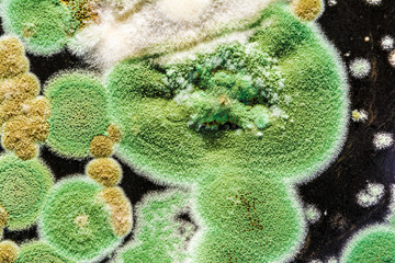 texture of green mold and fungi on black background, microbiology macro abstract background