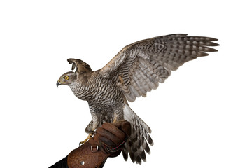 hawk profile spreading wings sitting on leather glove, isolated on white background