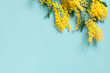 Blue background with mimosa branch for spring holidays
