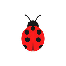 Ladybug Illustration. Vector. Isolated.