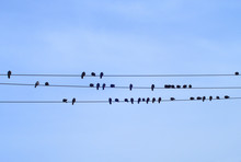 Birds On Cable Blue Sky Electric Power Line
