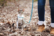 Woman walking cat on a leash outdoors in nature