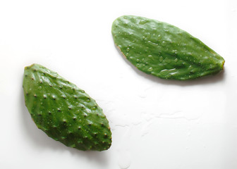 Prickly pear cactus, Opuntia isolated on white background. On the leaves of large drops of water 