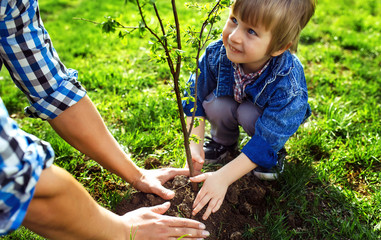 Wall Mural - Father with child holding hands. little boy helping his father to plant the tree while working together in the garden. sunday. smiling face. spring time.  volunteer with sprout for growing.