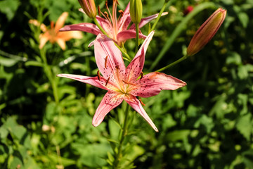  Pink Lily flower growing in the garden. Closeup.