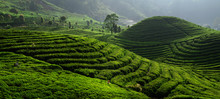 Tea Field Plantation