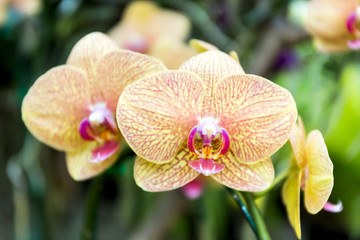 Wall Mural - Phalaenopsis orchid