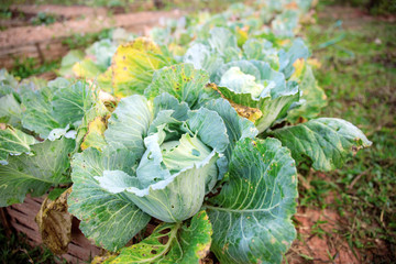 Cabbage on ground.