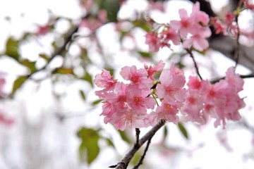 Kawazu cherry blossoms(Prunus lannesiana cv. Kawazu-zakura)