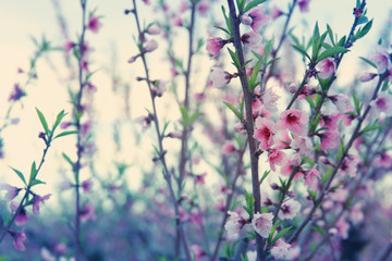  background of spring blossom tree with pink beautiful flowers. selective focus