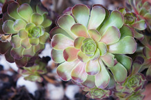 Aeonium Blushing Beauty Green And Brown Plant Background