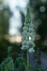 Wall Mural - Blooming lupin, reflections in the background