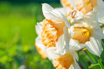 Wall Mural - spring flowers daffodils blossomed in garden