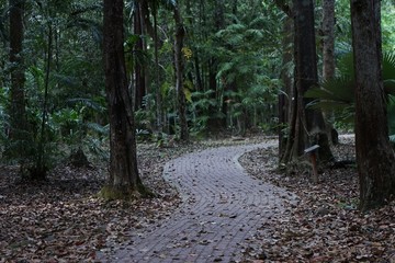 Canvas Print - path in the forest