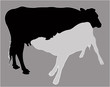 Calf suckling milk, silhouette vector 