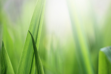 Beautiful nature background with close up green grass in summer or spring.