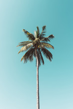 Copy Space Of Tropical Palm Tree With Sun Light On Sky Background.