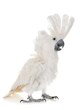 White Cockatoo In Studio