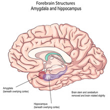 Forebrain Structures. Regulating Emotional States. Emotional Disorder.  Anatomy Of The Central Nervous System. Human Brain