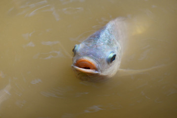 Wall Mural - Tilapia fish swimming on surface in the water river live in natural for oxygen in summer day