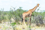 Fototapeta Sawanna - Having a Giraffe