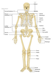 human skeleton. anatomy scheme. vector illustration. male human body skeletal system. skeleton front