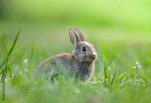 Cuadros en Lienzo Cute rabbit sitting on green field spring meadow / Easter bunny hunt