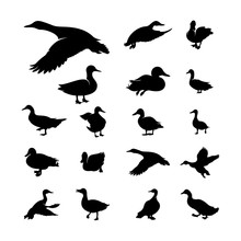 Set Of Duck Silhouette Collection Vector Illustration
