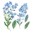 Watercolor gentle blue flowers of forget-me-not with green leaves on white background.