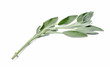Sprig of fragrant sage on white isolated background. Close-up. Side view diagonally.